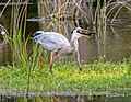 Image 86Great blue heron lurching its head back to swallow a brown watersnake in Green Cay Wetlands