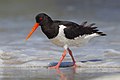 Haematopus ostralegus (de:Austernfischer)