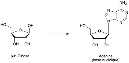 Relation entre le bêta-D-ribose et l'adénine