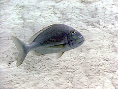 C. calamus swimming over flats in Cozumel, Mexico.