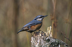 повзик звичайний (S. europaea)