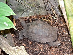 Testudinidae Manouria emys emys 1.jpg