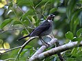 Turdus jamaicensis (cat.)