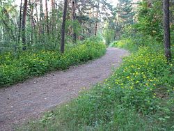 Pine grove in Zverinogolovsky District