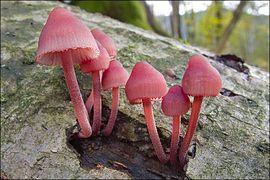 Groupe de Mycena haematopus de couleur rose vif sur un tronc d'arbre