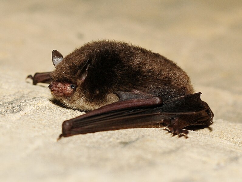 File:Myotis daubentoni02.jpg