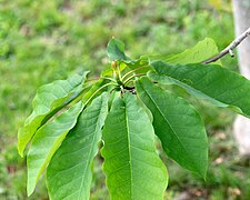 Magnolia fraseri (Mountain Magnolia) (27498060776).jpg