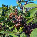 Miami Beach - Sand Dune Flora - Green Bushes and Plants 07