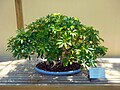 Dwarf Schefflera