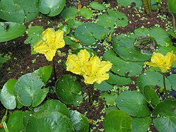 Lammikki (Nymphoides peltata)