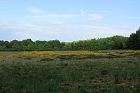 Sandtrockenrasen, Bad Bodenteich