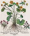 Caltha palustris Hortus Eystettensis, 1569-1629