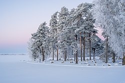 The Brakelund burial ground in Lidköping, Sweden.