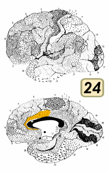 File:Brodmann Cytoarchitectonics 24.png