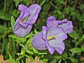 Flowers of Campanula medium