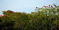 Ibis posados en los manglares.