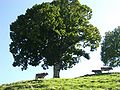 Feusisberg SZ, Landschaft