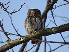 Glaucidium passerinum сичик-горобець.jpg