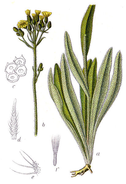 File:Hieracium praealtum Sturm59.jpg