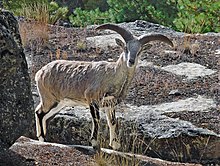 Himalayan Blue Sheep.jpg