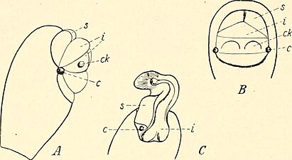 Zeria venator の吸盤が格納される状態（A, B）と出している状態（C）の触肢跗節