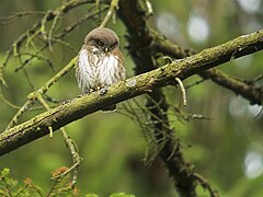 Juvenile Eurasian Pygmy Owl (Glaucidium passerinum), Eastern Belgium (14444712289).jpg