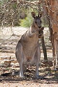 A male gray kangaroo licking his wrists to thermoregulate