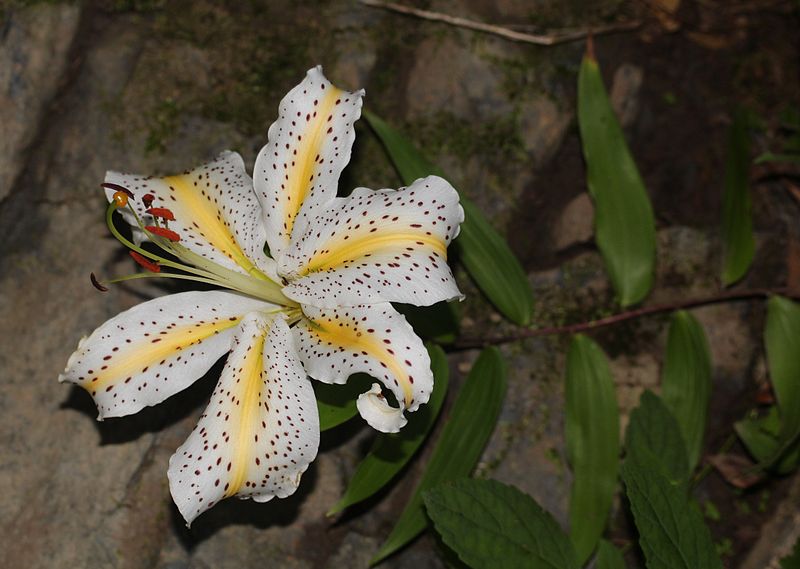 File:Lilium auratum (Mount Hijiri).JPG