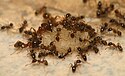 Pheidole megacephala, une espèce envahissante.