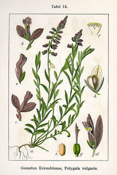 File:Polygala vulgaris Sturm14.jpg