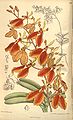 Planche : Renanthera imschootiana.