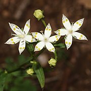 Swertia bimaculata