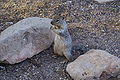 Felsenziesel im Grand-Canyon-Nationalpark