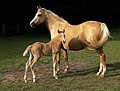 Mare: Palomino, Foal: chestnut