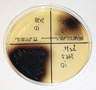 Bile esculin agar.jpg