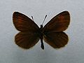 Erebia eriphyle