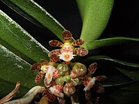 Gastrochilus sororius