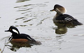 Hooded Merganser at Martinez Beaver Dam Annabelle Lee 12-23-2010 cropped.jpg