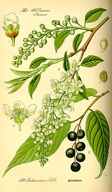 Harilik toomingas Prunus padus