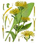 Inula helenium — Девясил высокий