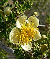 Purshia stansburiana, Red Rock Canyon, Nevada