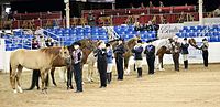 Thumbnail for Horse showmanship