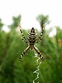 Argiope bruennichi