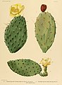 The Cactaceae (Gravura XX)