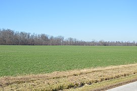 Wabash Road wheat fields.jpg