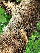 Trunk of Ficus superba var. japonica