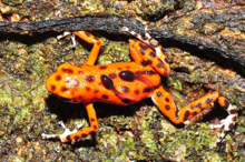 Femelle Oophaga pumilio transportant 2 têtards