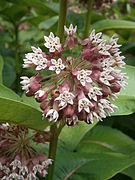 Inflorescence.