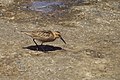 Calidris alpina (in September)