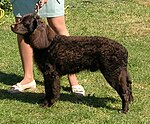 "A curly coated dark brown colored spaniel stands next to it's owner."